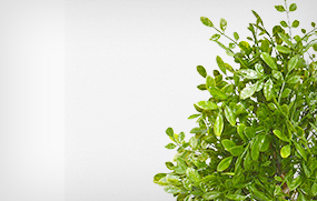 防UV/防水料植物